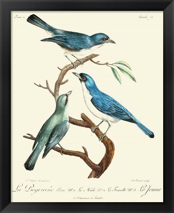 Framed Vintage French Birds IV Print