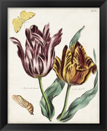 Framed Tulip Classics II Print