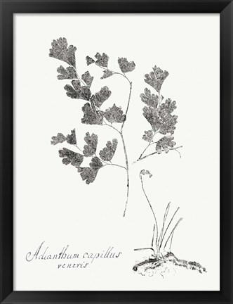 Framed Botanical Imprint I Print