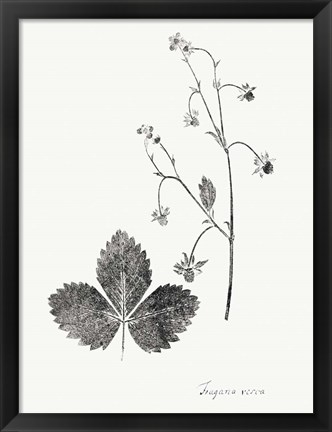Framed Botanical Imprint IV Print