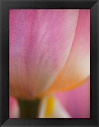 Framed Macro Of Colorful Tulip 1, Netherlands Print