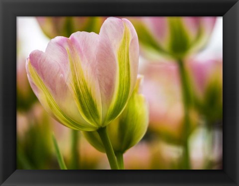 Framed Tulip Close-Up With Selective Focus 2, Netherlands Print
