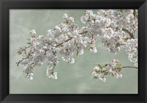 Framed Cherry Tree Blossoms In Spring, Seabeck, Washington State Print
