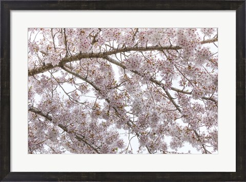 Framed Cherry Tree Blossoms, Seabeck, Washington State Print