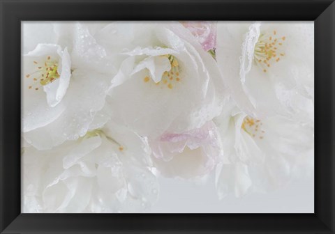 Framed Cherry Tree Blossoms Close-Up, Washington State Print