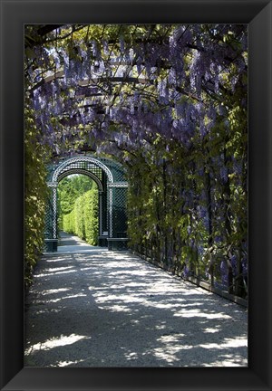 Framed Wisteria Arbor In Garden, Austria, Vienna, Schonbrunn Palace Print