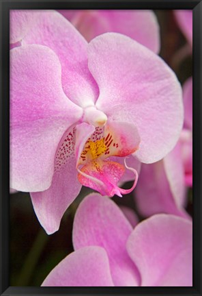 Framed Pink Orchid In The Phalaenopsis Family, San Francisco Print