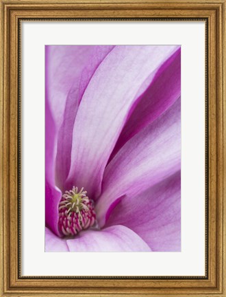 Framed Magnolia Flower, Maine Print