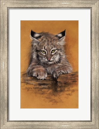 Framed Bobcat Print