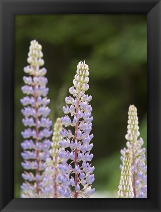 Framed Lupine, Vancouver Island, Canada Print