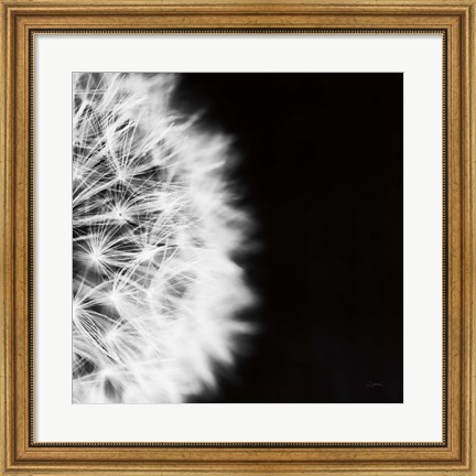 Framed Dandelion on Black II Print