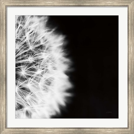 Framed Dandelion on Black II Print
