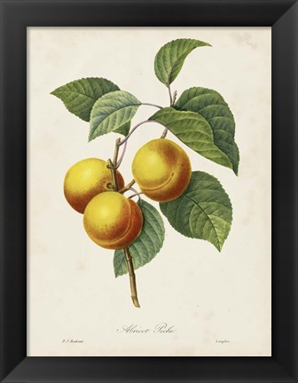 Framed Redoute&#39;s Fruit I Print