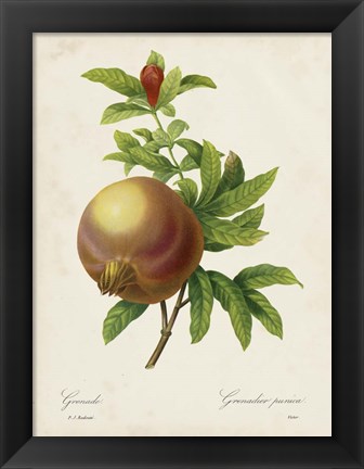 Framed Redoute&#39;s Fruit III Print