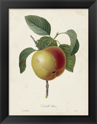 Framed Redoute&#39;s Fruit IV Print