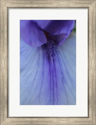 Framed Lavender Bearded Iris Print