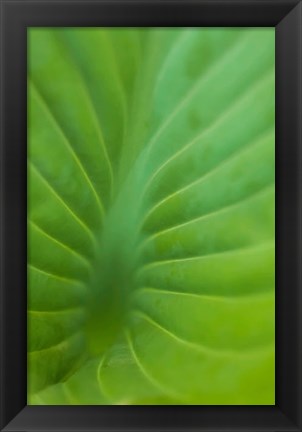 Framed Hosta Leaf Detail 3 Print