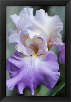 Framed Pale Lavender Bearded Iris Bloom Print
