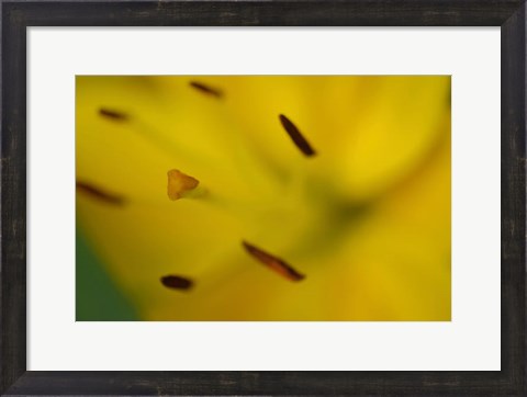 Framed Yellow Daylily Flower Close-Up 1 Print