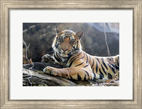 Framed India, Madhya Pradesh, Bandhavgarh National Park A Young Bengal Tiger Resting On A Cool Rock Print