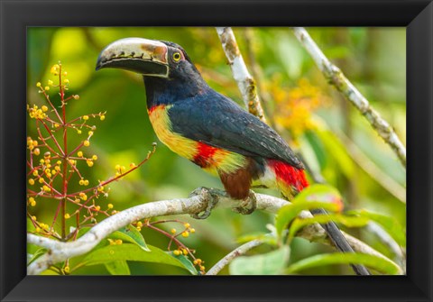 Framed Costa Rica, La Selva Biological Station Collared Aricari On Limb Print