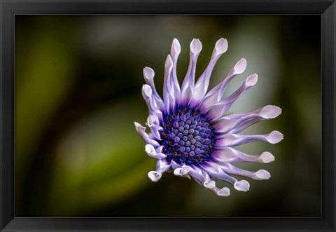 Framed Colorado, Fort Collins, African Daisy Close-Up Print
