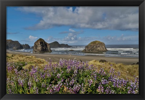 Framed Lupine Along Southern Oregon Coastline Print