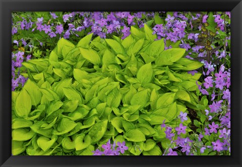 Framed Spring Colors, Chanticleer Garden, Pennsylvania 2 Print