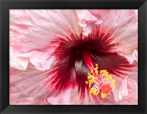 Framed Close-Up Of A Hibiscus Flower Print