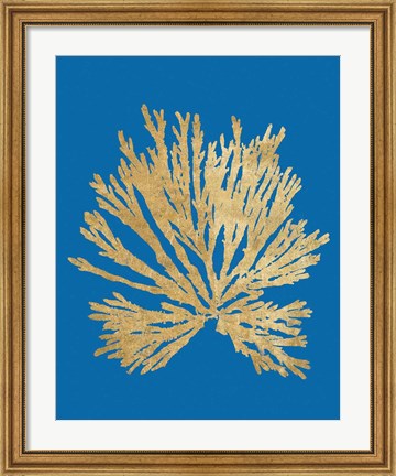 Framed Pacific Sea Mosses II Blue Print
