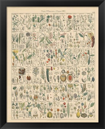 Framed Flora Chart II Print