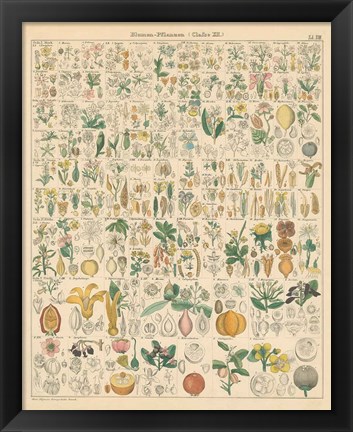 Framed Flora Chart I Print