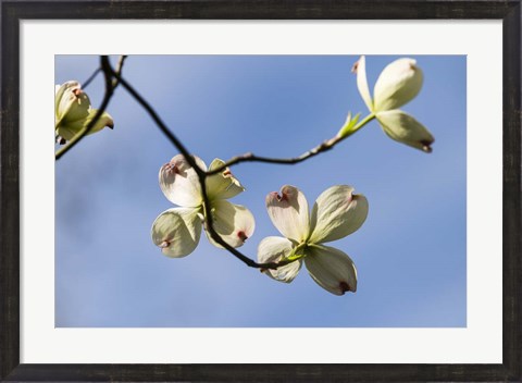 Framed Close-Up Of Flowering Dogwood Flowers On Branches, Atlanta, Georgia Print