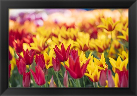 Framed Tulip Blooming In A Garden, Washington State Print