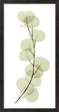 Framed Eucalyptus Print