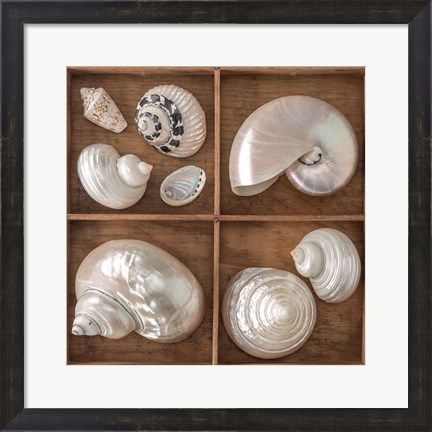 Framed Seashells Treasures I Print
