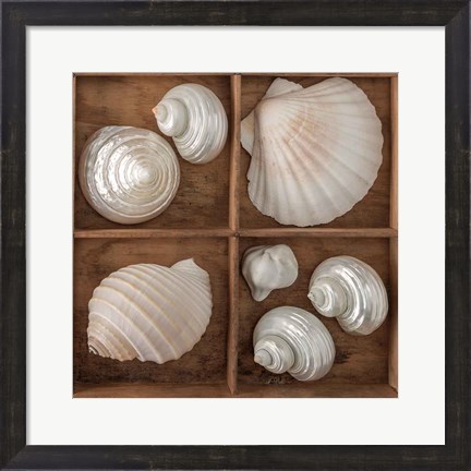 Framed Seashells Tresasures III Print
