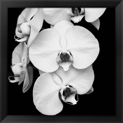 Framed Orchid Portrait I Print