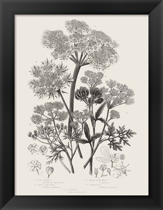 Framed Flowering Plants VI Neutral Print