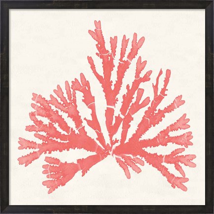 Framed Pacific Sea Mosses IV Coral Print