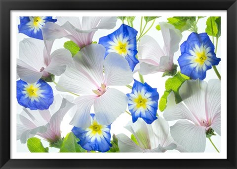Framed Hybiscus and Blue Ensign flower Print