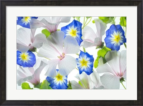 Framed Hybiscus and Blue Ensign flower Print
