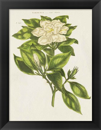 Framed Herbal Botanical IX Flower Print