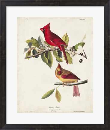Framed Pl 158 Cardinal Grosbeak Print