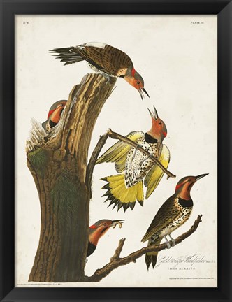Framed Pl. 37 Gold-winged Woodpecker Print