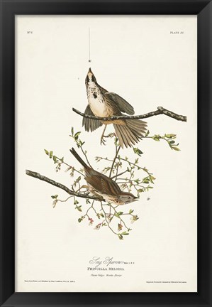 Framed Pl. 25 Song Sparrow Print