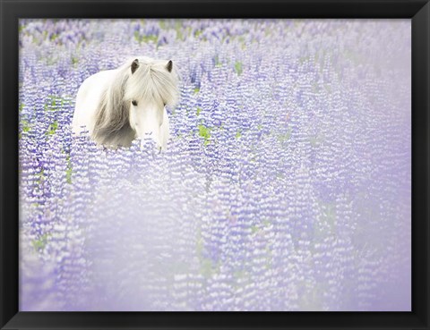 Framed Horse in Lavender II Print