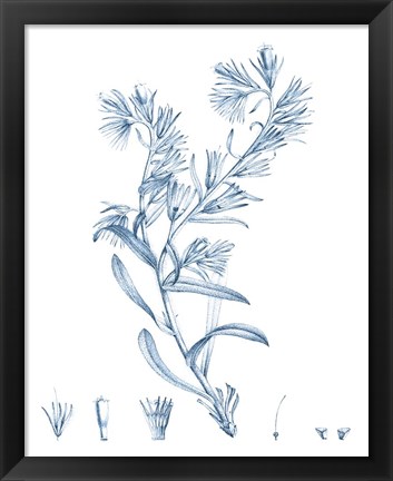 Framed Antique Botanical in Blue II Print
