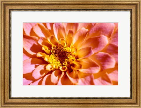 Framed Yellow And Pink Dahlia Print
