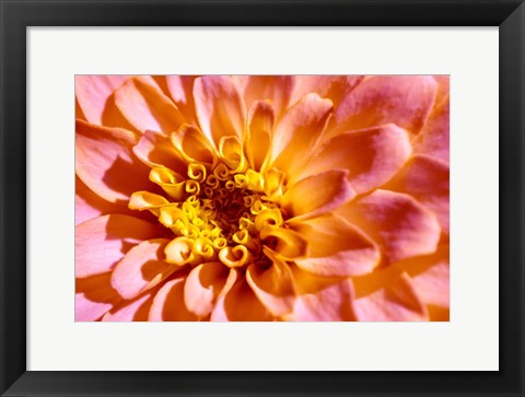 Framed Yellow And Pink Dahlia Print